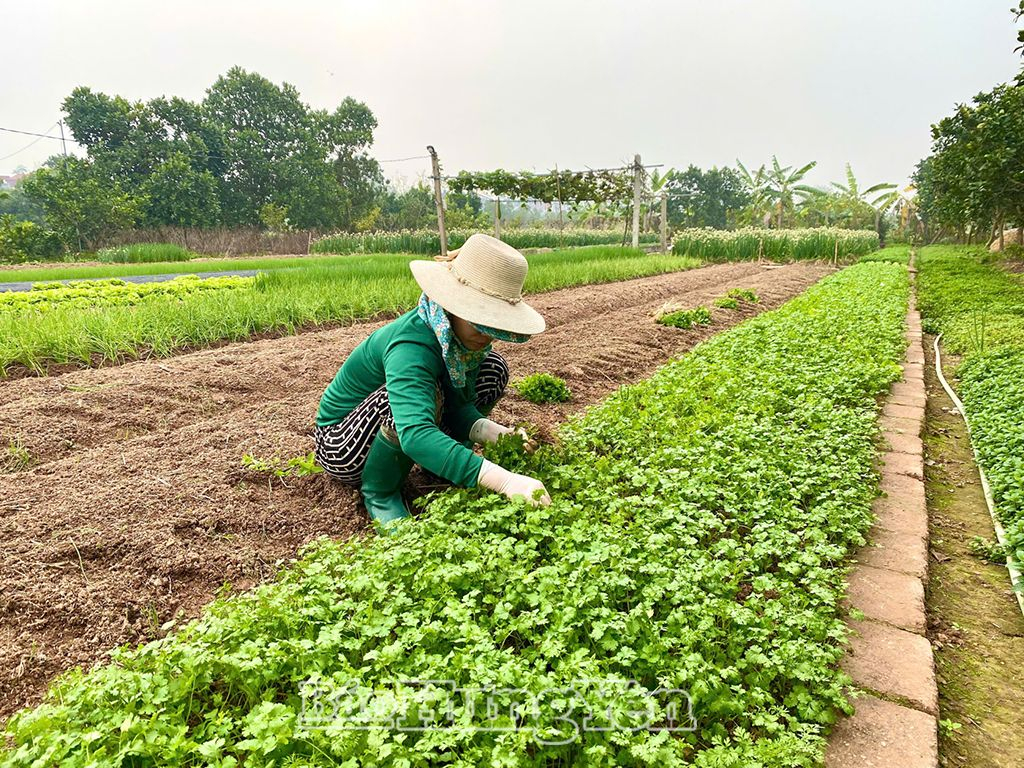 Người dân xã Thuần Hưng (Khoái Châu) chăm sóc rau màu vụ xuân