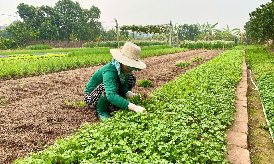 Khoái Châu: Sản xuất rau màu gắn với nhu cầu thị trường