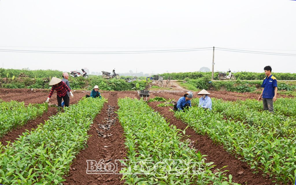 Nông dân xã Việt Yên (Yên Mỹ) chăm bón cây giống