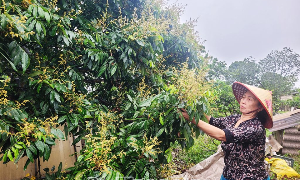 Thành phố Hưng Yên: Tập trung chăm sóc nhãn thời kỳ ra hoa