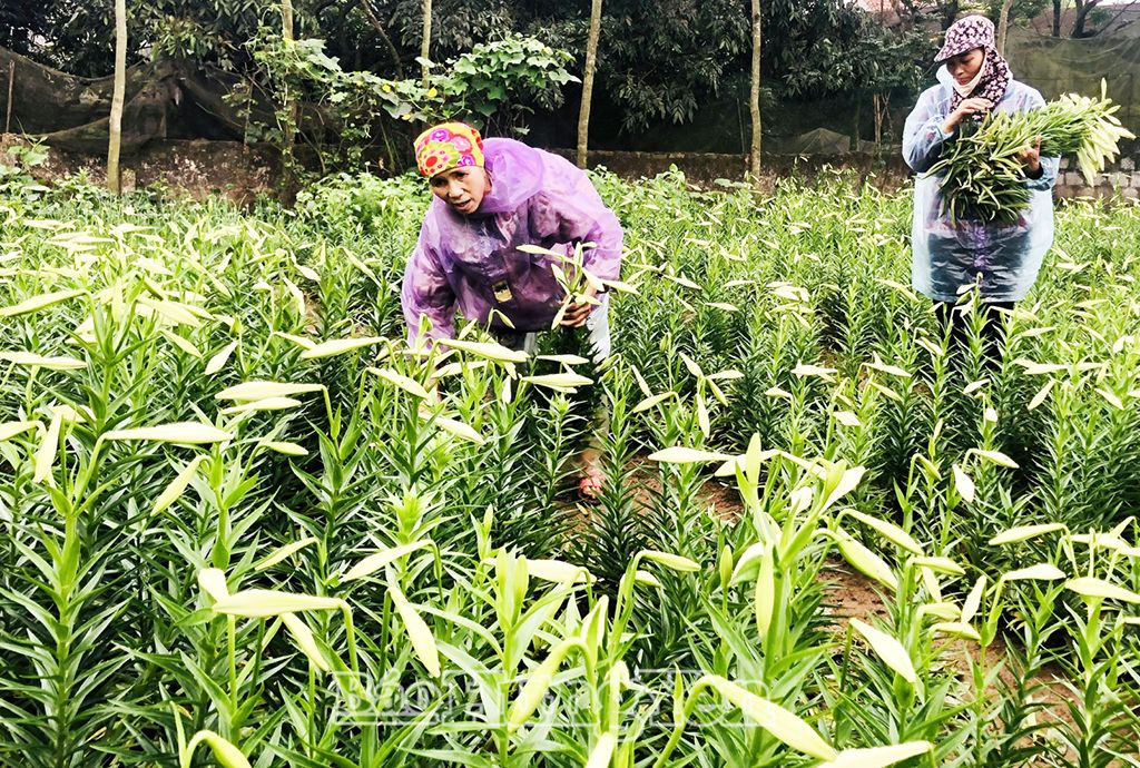 Nông dân thôn Thụy Dương, xã Thụy Lôi thu hoạch hoa loa kèn