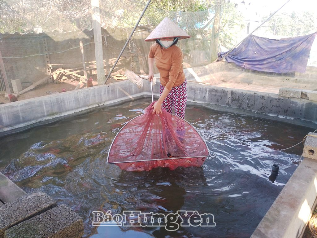 Mô hình nuôi cá Koi của gia đình chị Nguyễn Thị Huyền, xã Thiện Phiến