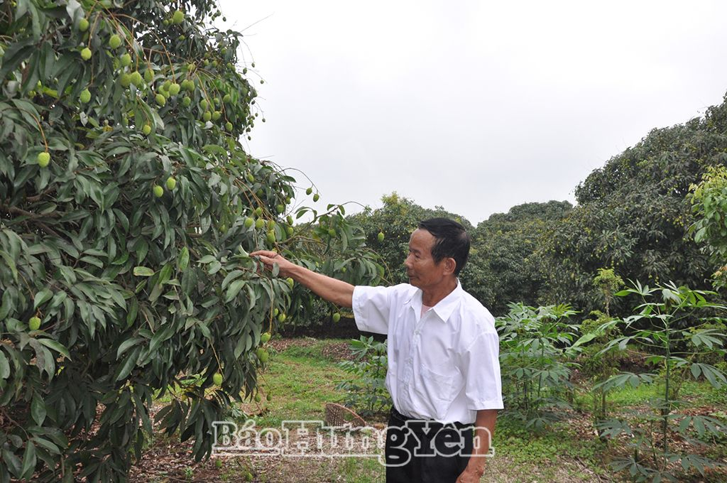 Người dân xã Đa Lộc (Ân Thi)  với cây vải trứng Hưng Yên 