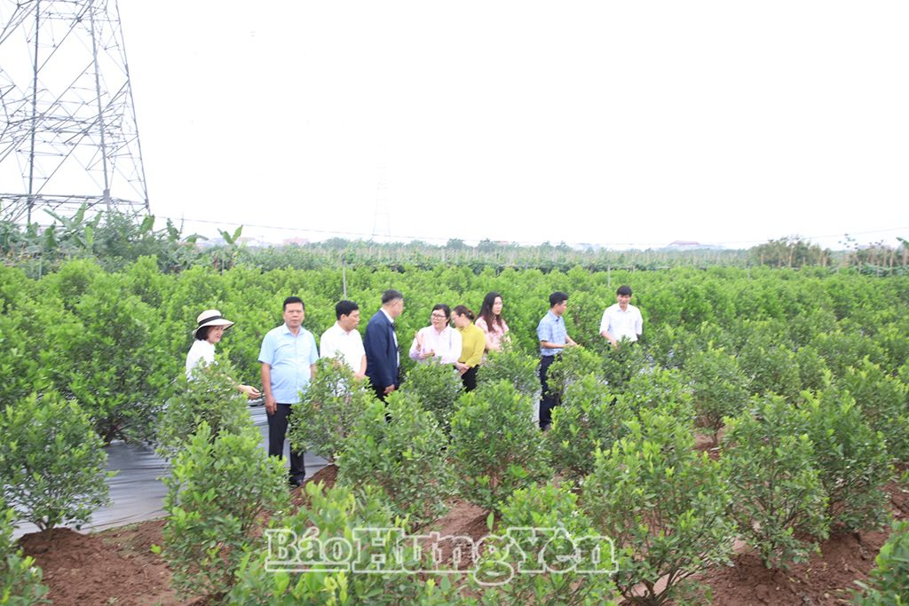 Các đại biểu thẩm định tình hình hoạt động sản xuất tại Làng nghề quất cảnh Đông Tảo Nam