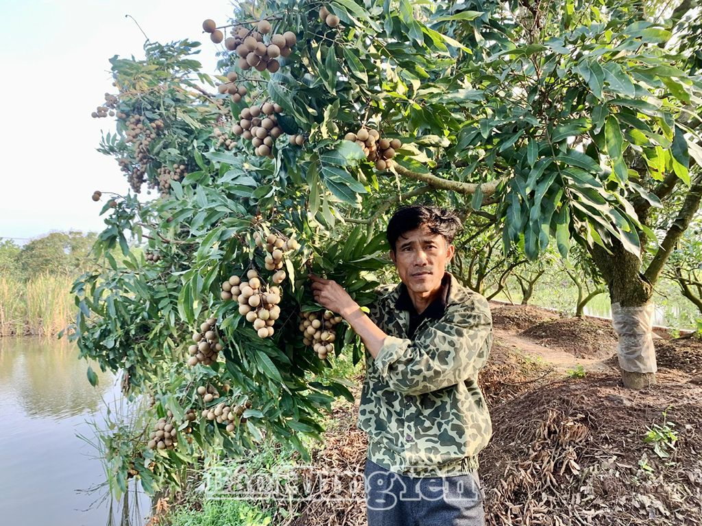 Vườn nhãn chín sớm của gia đình anh Hoàng Quang Tuấn ở xã Chí Minh (Khoái Châu)