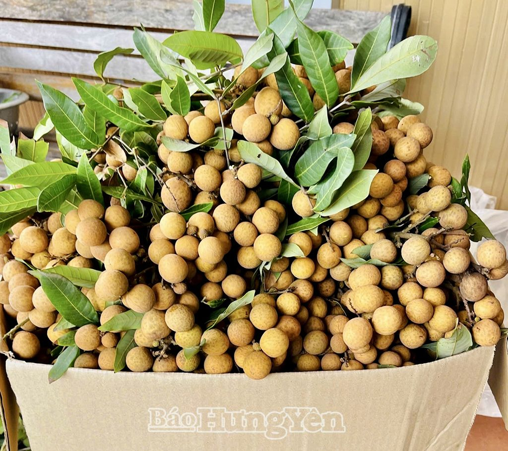Sản phẩm nhãn chín sớm của Hưng Yên có hương vị thơm ngon, được người tiêu dùng ưa chuộng