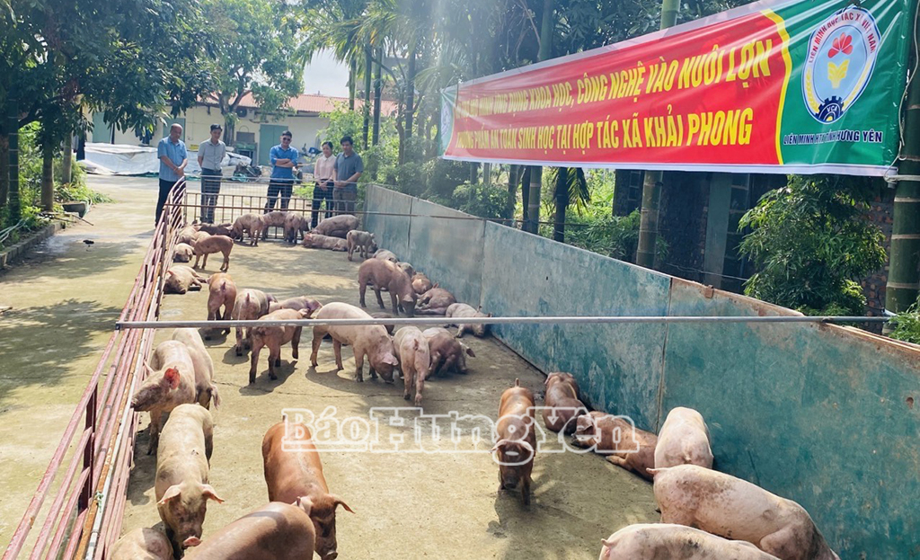 Liên minh HTX tỉnh bàn giao 50 con lợn giống cho HTX Khải Phong, xã Hải Thắng (Tiên Lữ)