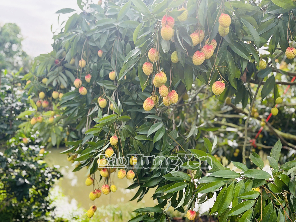Còn khoảng nửa tháng nữa, vải trứng Hưng Yên vào chính vụ thu hoạch
