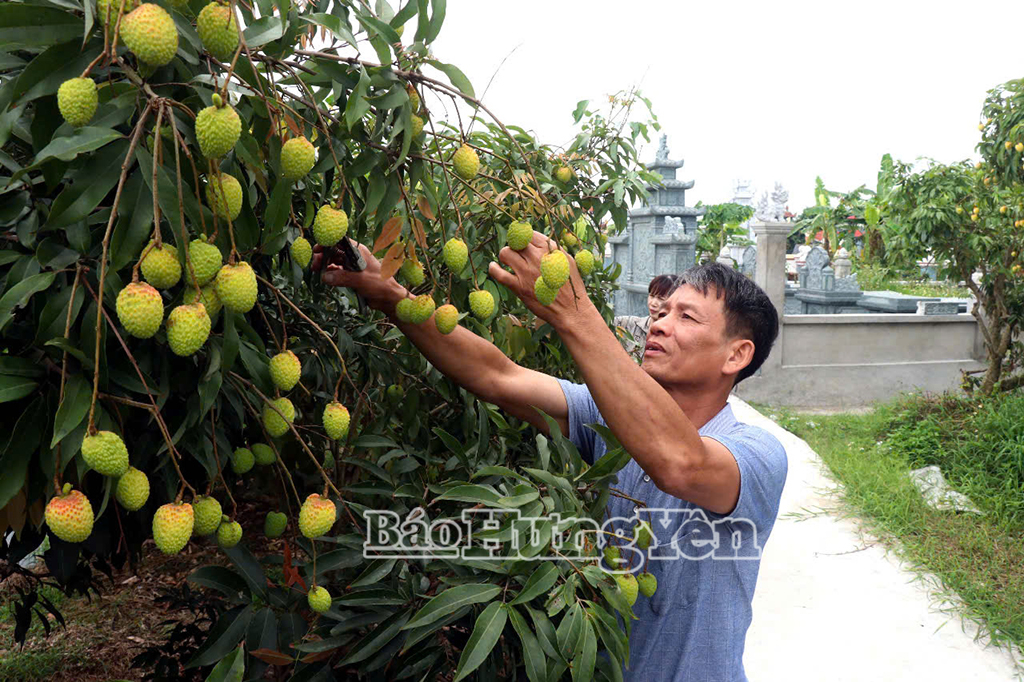 Ông Nguyễn Minh Khảm, thôn phù Oanh, xã Tiên Tiến (Phù Cừ) trồng 6 sào vải trứng Hưng Yên. Thời điểm này, ông đang tích cực chăm sóc cây để chuẩn bị bước vào vụ thu hoạch