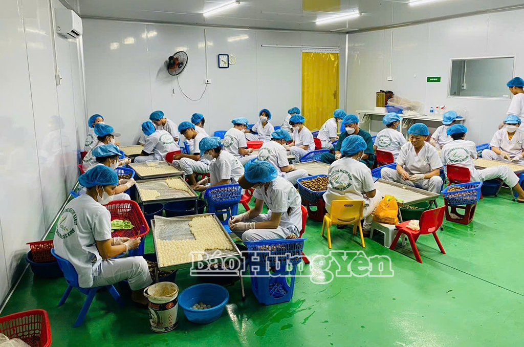 Sản xuất long nhãn sấy điện tại Công ty TNHH VINAGRI Việt Nam (Khoái Châu)