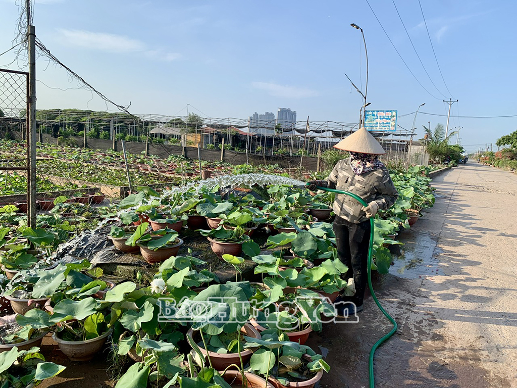 Nông dân xã Phụng Công (Văn Giang) trồng sen trong chậu phục vụ khách hàng, mỗi chậu sen có giá từ 120.000 đồng trở lên tuỳ loại