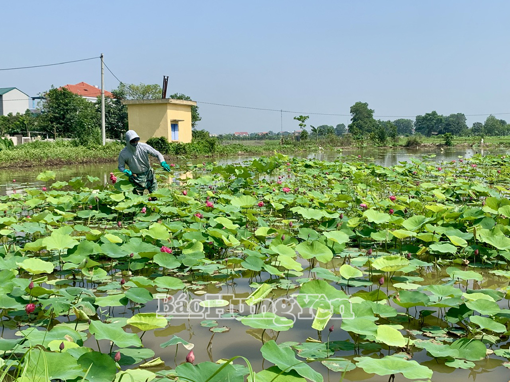 Gia đình ông Nguyễn Văn Xuân, ở phường Nhân Hoà (thị xã Mỹ Hào) có hàng chục mẫu trồng sen