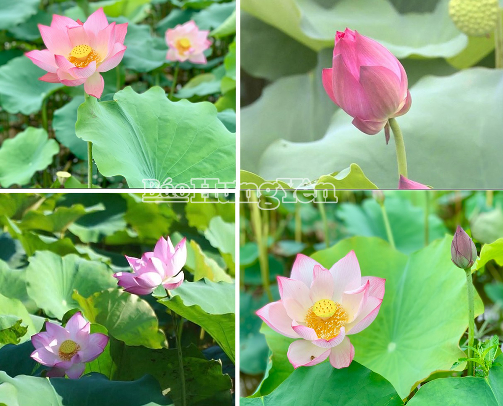 Những bông sen hồng khoe sắc