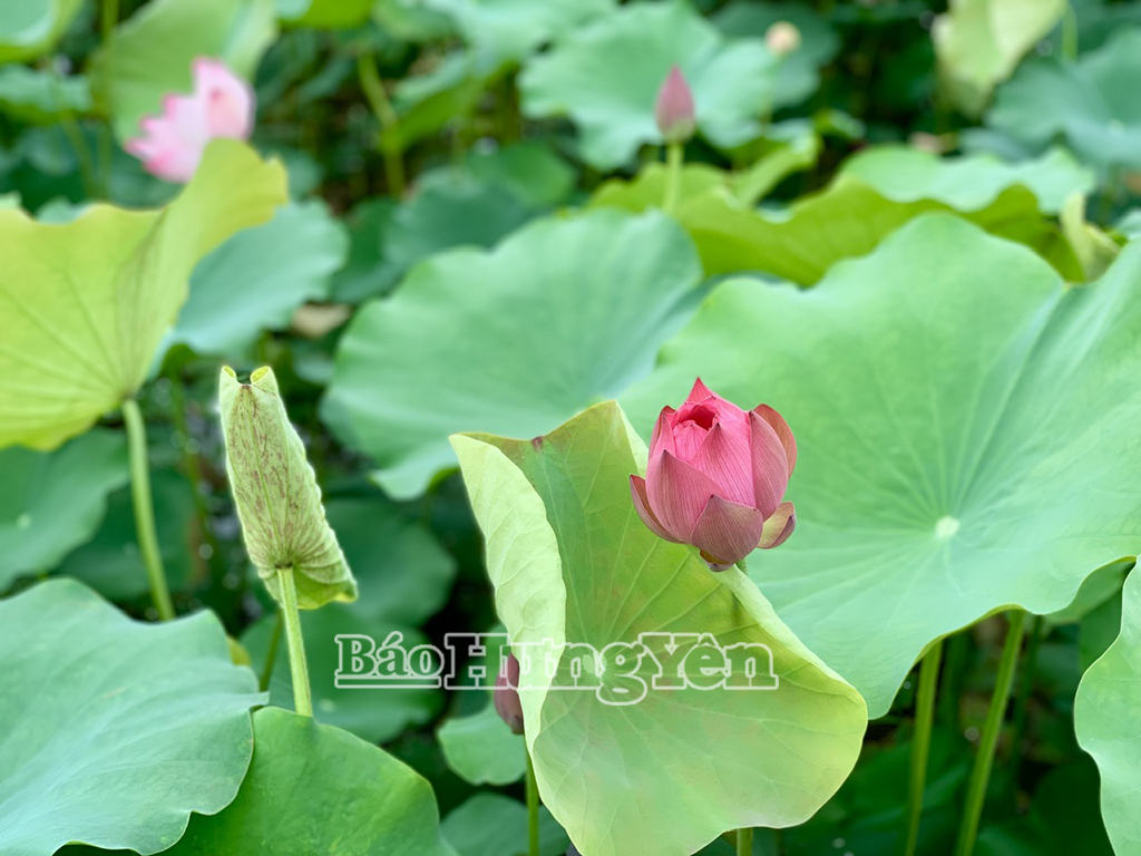 Những bông sen hồng khoe sắc