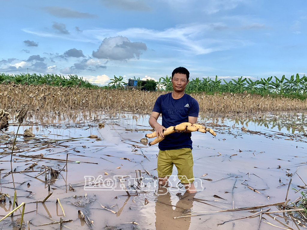 Củ sen thu hoạch rộ từ tháng 7 âm lịch đến cuối năm