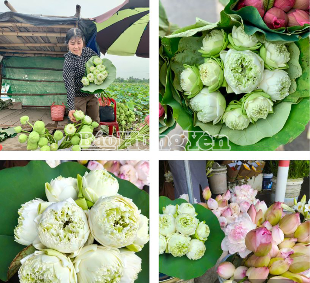 Sen Quan Âm trắng và sen hồng xuất hiện ở khắp các chợ trong tỉnh
