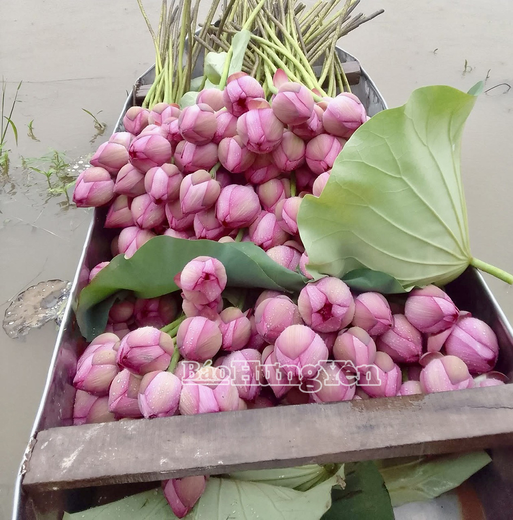 Những chiếc thuyền chở đầy hoa sen trông thật đẹp. Đến Hưng Yên vào mùa sen, du khách sẽ có những ấn tượng khó phai về vẻ đẹp thanh tao của loài hoa này.