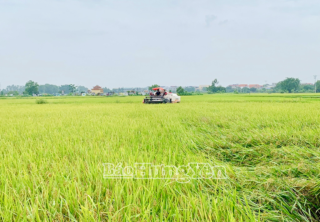 Nông dân huyện Ân thi rộn ràng thu hoạch lúa xuân