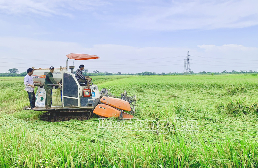 Do ảnh hưởng của những trận mưa lớn nên một số diện tích lúa của người dân xã Chí Minh (Khoái Châu) bị đổ. Người dân khẩn trương thu hoạch khi lúa đã chín
