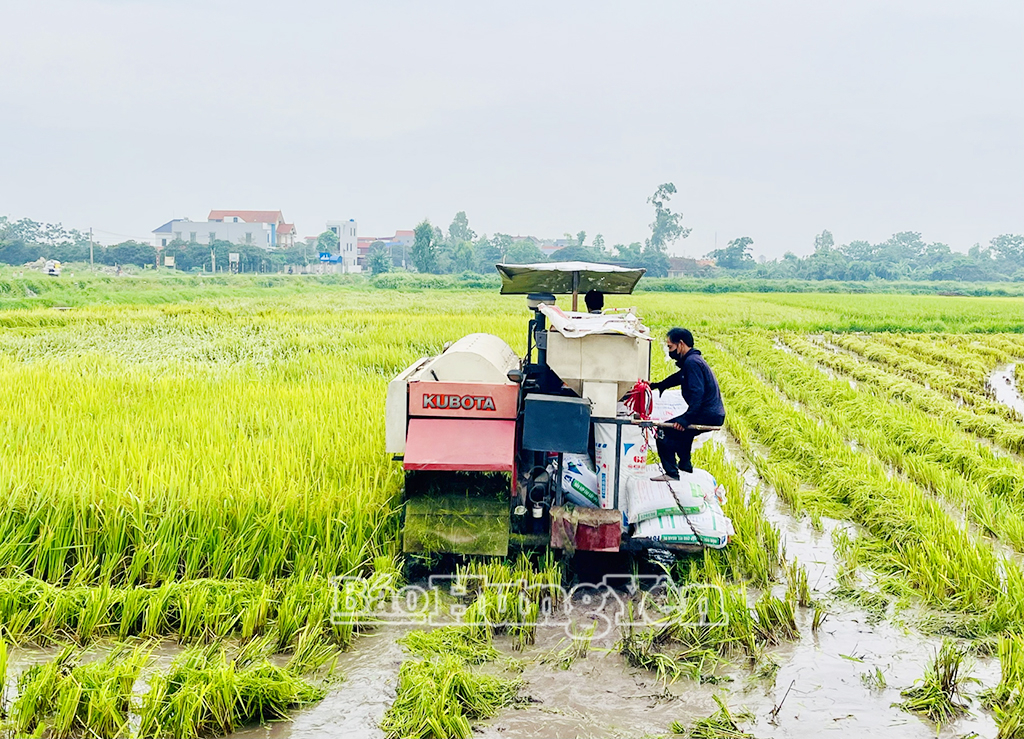 Máy gặt đập liên hợp xuống đồng giúp nông dân thu hoạch lúa nhanh hơn ở xã Đoàn Đào (Phù Cừ). Giá thuê máy gặt lúa khoảng 150.000 đồng/sào.