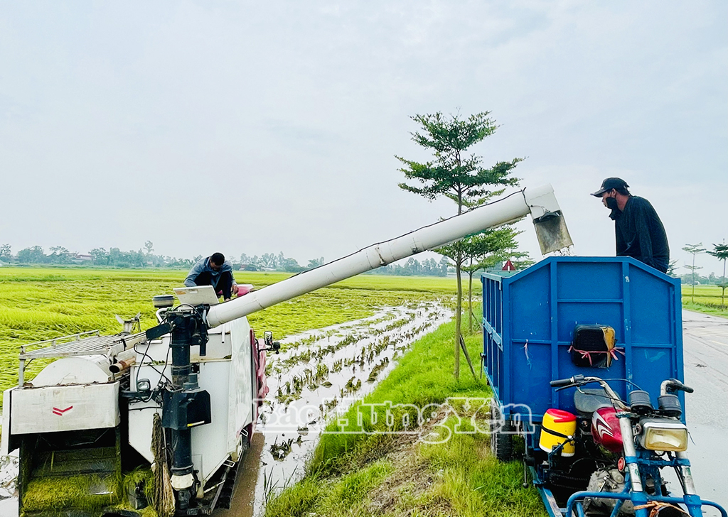 Nông dân xã Hải Thắng (Tiên Lữ) thuê máy gặt đập liên hợp để thu hoạch lúa xuân