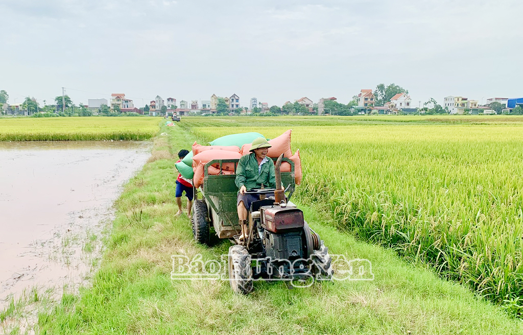 Nông dân thị trấn Ân Thi (Ân Thi) chở thóc về nhà