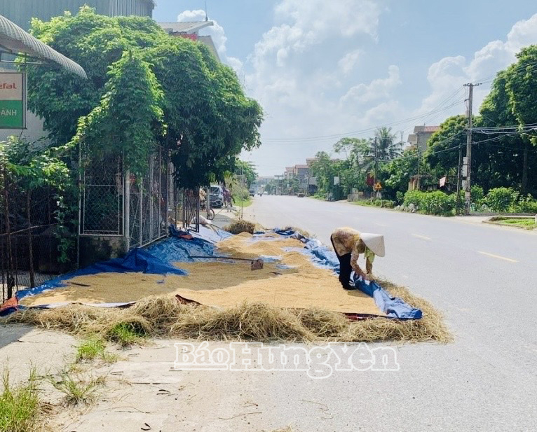 Người dân phơi thóc trên Quốc lộ 39A, đoạn qua xã Việt Hoà (Khoái Châu)