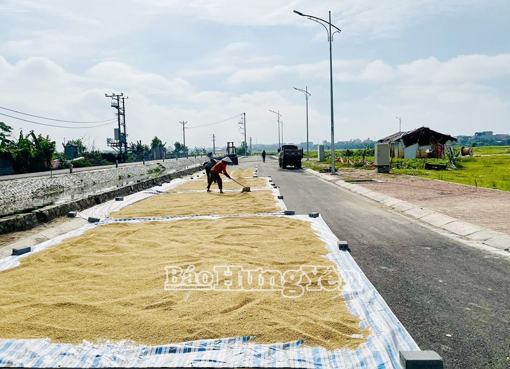 Tình trạng chiếm dụng lòng đường để làm sân phơi thóc diễn ra phổ biến tại nhiều địa phương trong tỉnh vào cao điểm mùa vụ