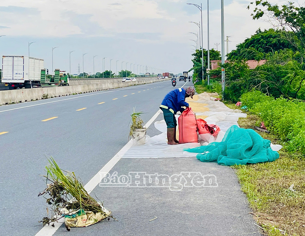Người dân bất chấp nguy hiểm đứng phơi thóc trên tuyến đường bộ nối đường cao tốc Hà Nội - Hải Phòng với đường cao tốc Cầu Giẽ - Ninh Bình, đoạn qua địa phận huyện Kim Động