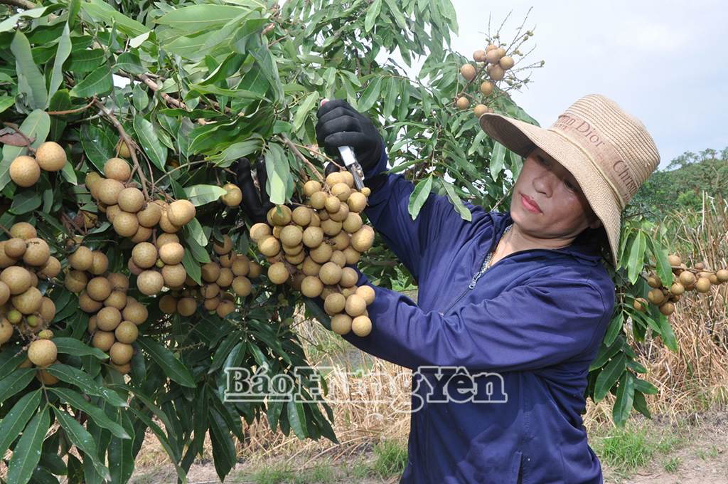 Người dân huyện Khoái Châu (Hưng Yên) thu hoạch nhãn chín sớm