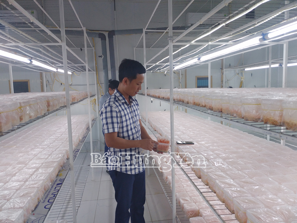 Sản xuất sản phẩm OCOP đông trùng hạ thảo tại HTX đầu tư sản xuất và thương mại phát triển nấm sạch Việt Tú (Kim Động)