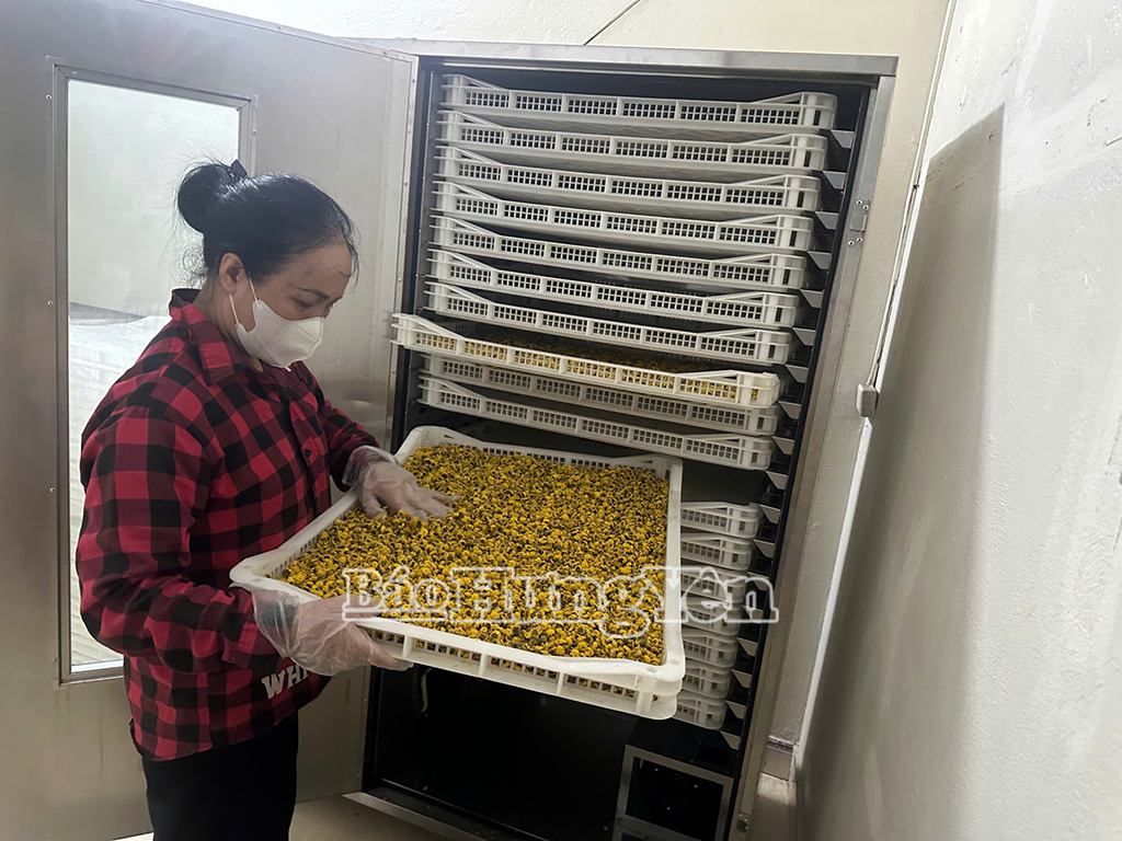 Áp dụng công nghệ sấy lạnh trong sản xuất sản phẩm OCOP tại HTX nông sản công nghệ cao Tâm Đức, xã Toàn Thắng (Kim Động)