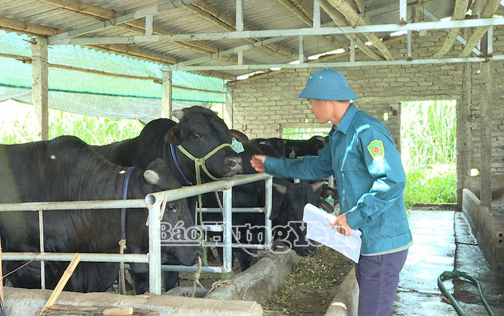 Anh Nguyễn Văn Đoàn, thôn Phan Xá, xã Tống Phan (Phù Cừ) kiểm tra sự phát triển của đàn bò