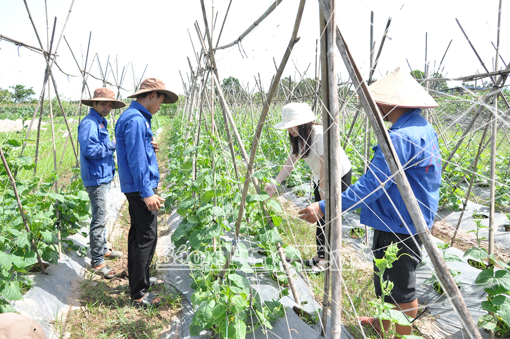 Hội Nông dân thành phố Hưng Yên hướng dẫn nông dânxã Trung Nghĩa kỹ thuật chăm sóc cây dưa chuột 