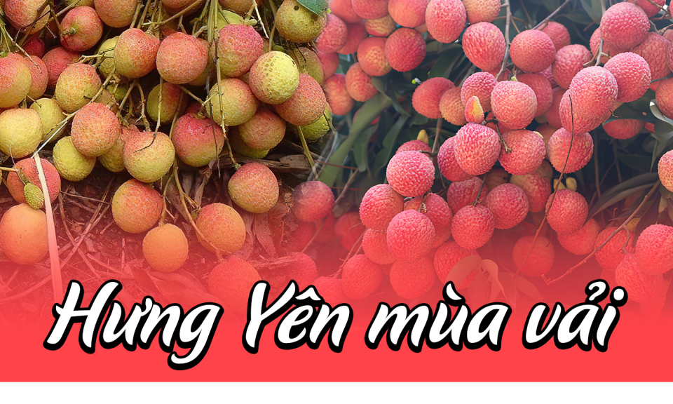  Hưng Yên mùa vải