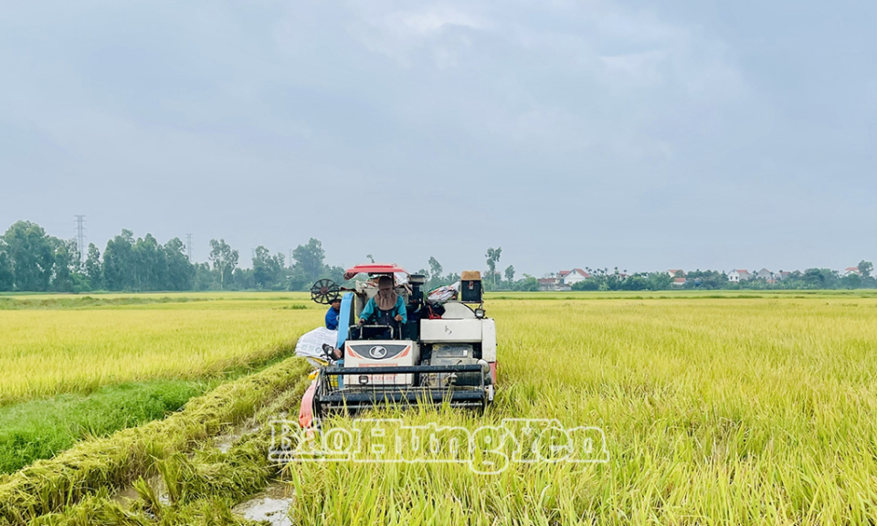 Giá thóc giảm sâu, nông dân Hưng Yên thấp thỏm vụ lúa xuân