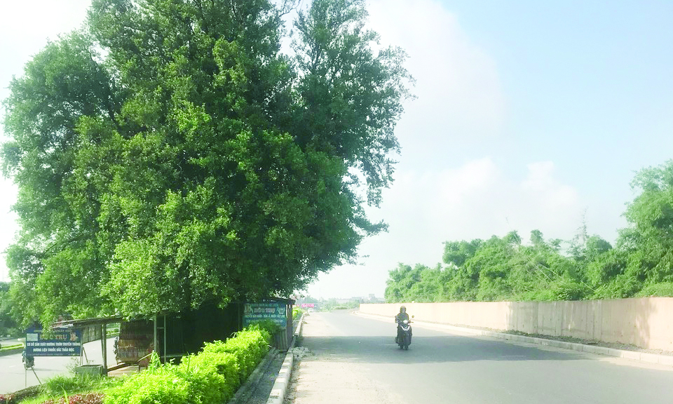 Cây duối đầu làng