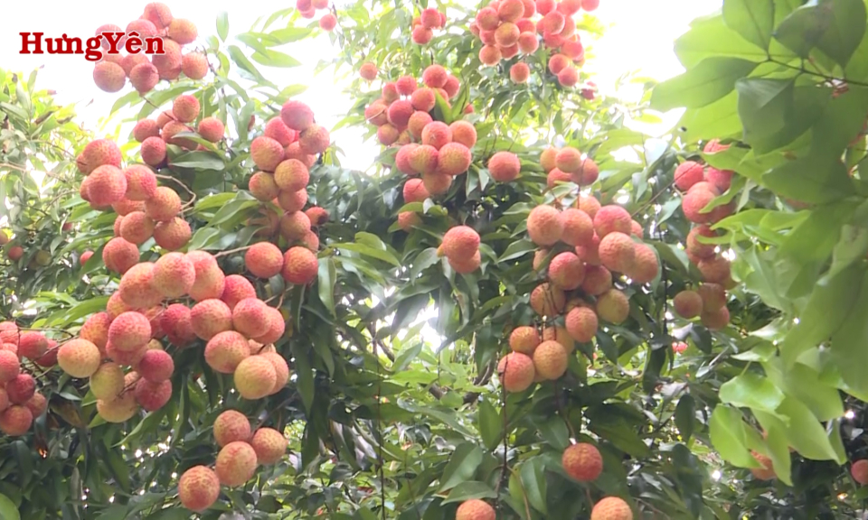 Sản vật Hưng Yên