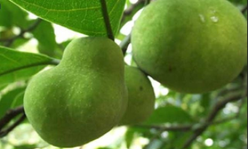 Quả chay - hương vị dân dã quê nhà