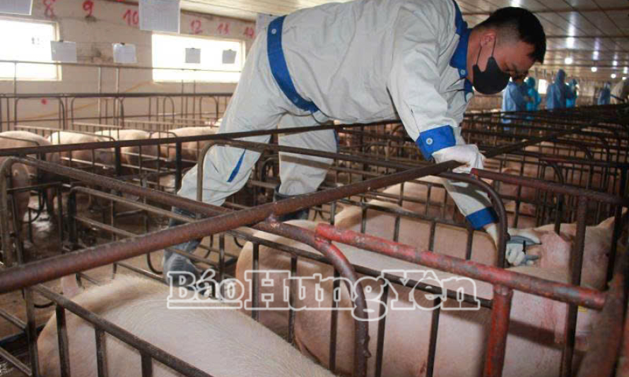  Nguy cơ bùng phát dịch bệnh Dịch tả lợn Châu Phi
