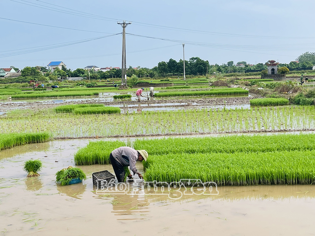 Nông dân thôn An Lạc, xã Tiên Lữ nhổ mạ từ sáng sớm