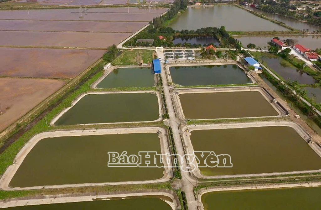 HTX Nuôi trồng thuỷ sản Hạ Lễ, xã Hồng Quang có quy mô diện tích 30ha, cung cấp ra thị trường nhiều loại cá thương phẩm và cá giống