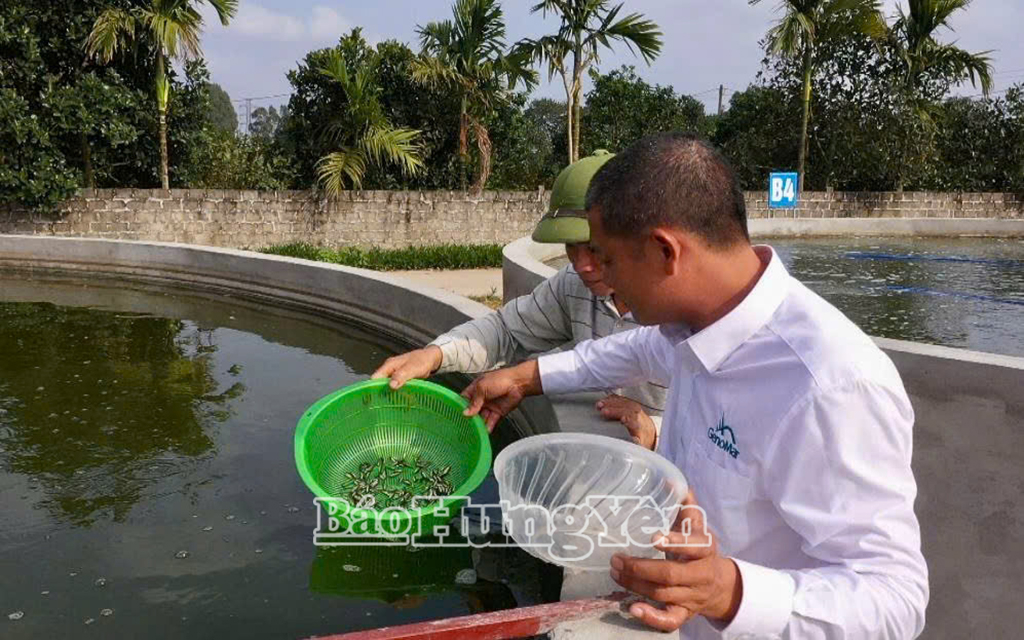 Ông Nguyễn Văn Thịnh, Giám đốc HTX Nuôi trồng thuỷ sản Hạ Lễ kiểm tra chất lượng cá giống