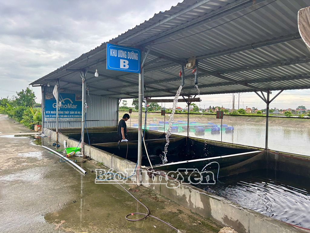 Hạ tầng của HTX ngày càng được hoàn thiện, được chia tách từng khu chuyên biệt phục vụ từng khâu sản xuất cá giống