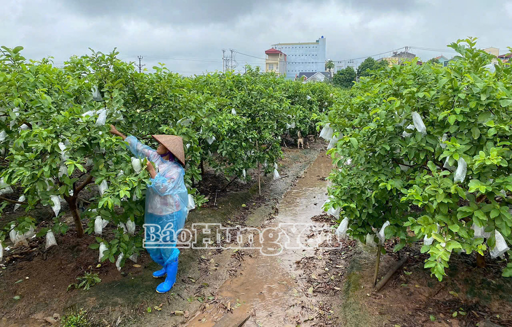 Nông dân xã Văn Giang tập trung thu hoạch ổi tránh bão.