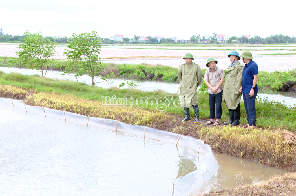 Đồng chí Đặng Thanh Giang, Ủy viên Ban thường vụ Tỉnh ủy, Phó Chủ tịch HĐND tỉnh kiểm tra thực tế diện tích lúa bị ngập tại xã Thư Trì.