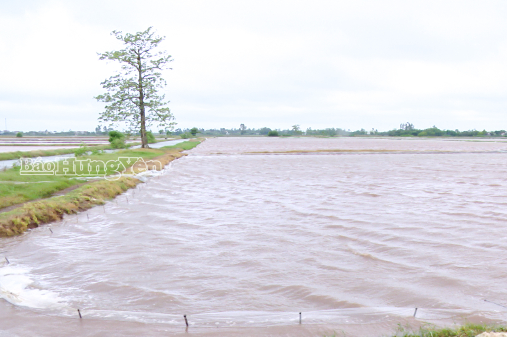 Nhiều diện tích lúa ngập sâu trong nước.