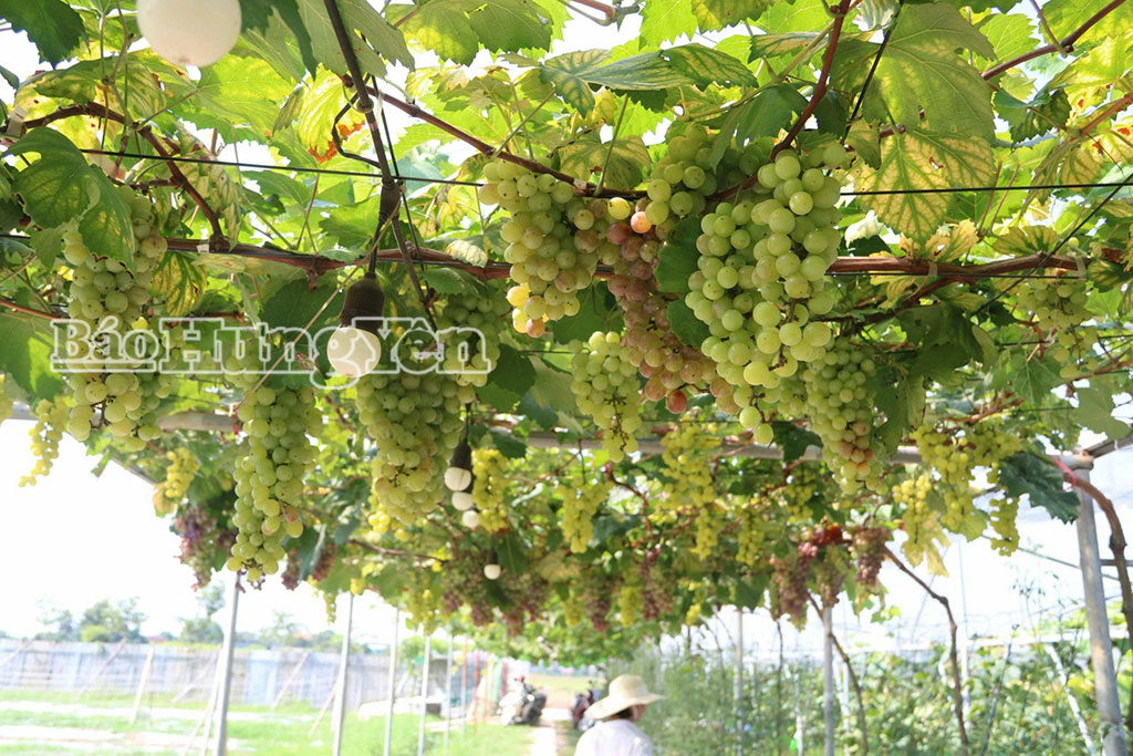 Những chùm nho ngọt, thanh mát là ưu điểm vượt trội của HTX Nông trại hữu cơ Thái Bình, xã Hồng Minh.