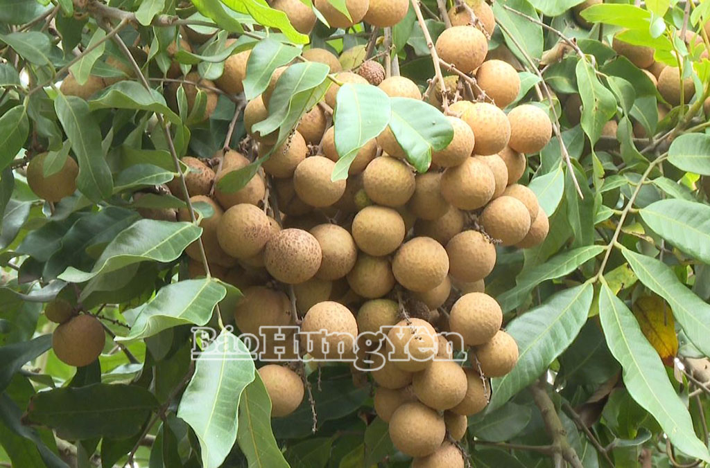 Năm nay, sản lượng nhãn đặc sản ước tăng từ 20 - 25% so với vụ nhãn năm trước.