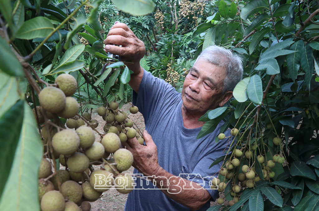 Nông dân xã Tân Hưng thu hoạch nhãn đường phèn.
